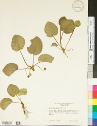 Viola rotundifolia image