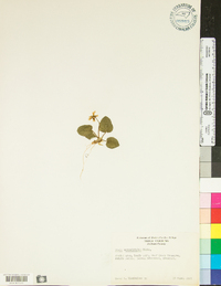 Viola rotundifolia image