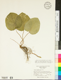 Viola rotundifolia image