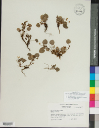Viola walteri image