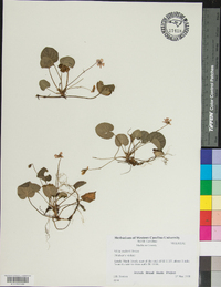 Viola walteri image