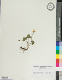 Viola sororia f. priceana image