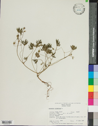 Geranium columbinum image