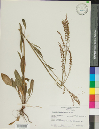 Rumex hastatulus image