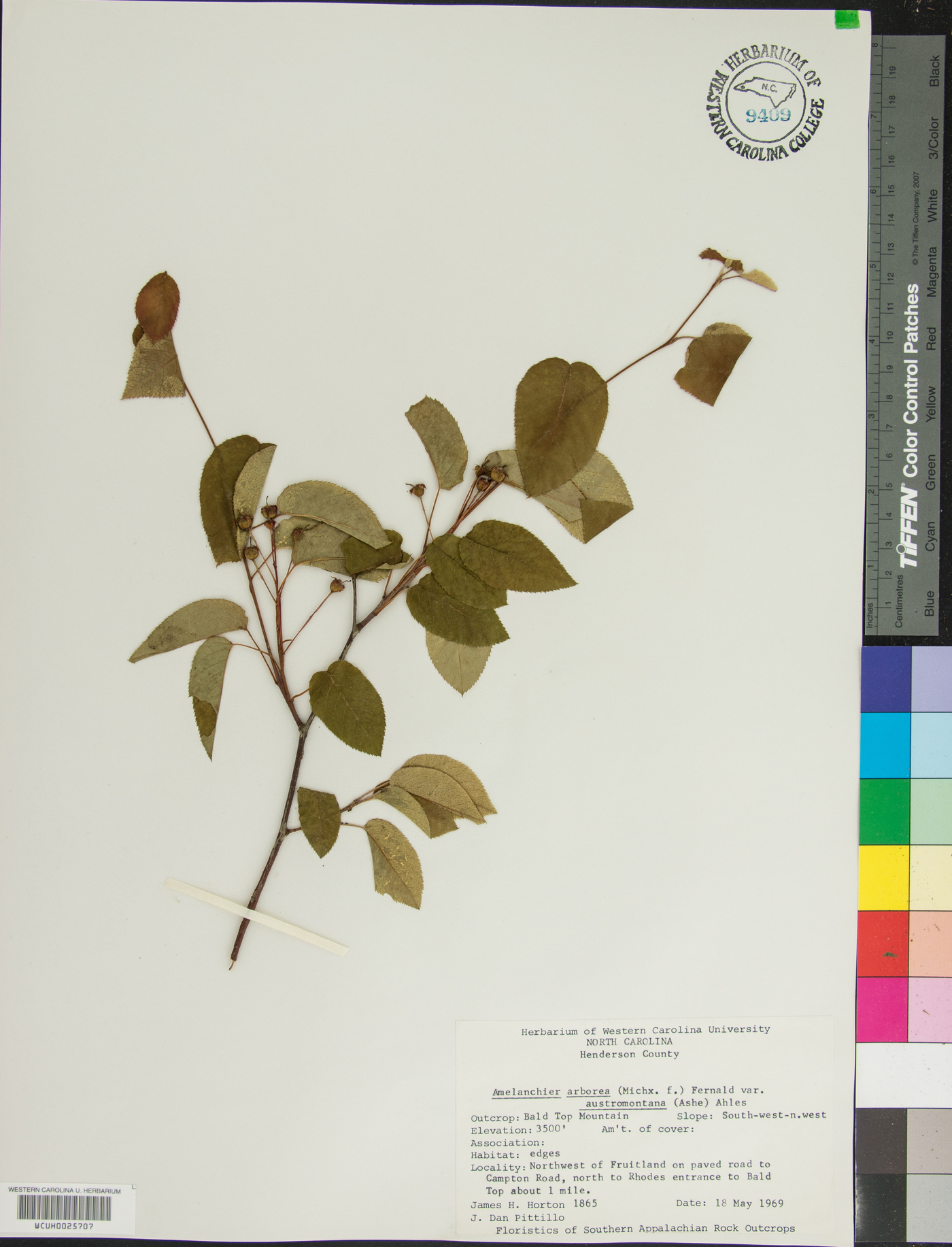 Amelanchier arborea var. austromontana image