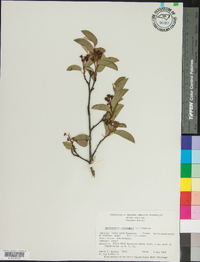 Amelanchier canadensis image