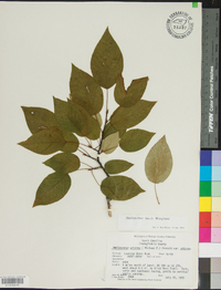 Amelanchier laevis image