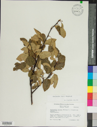 Amelanchier laevis image