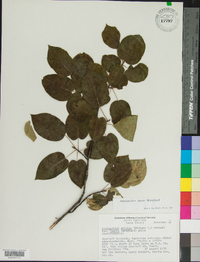 Amelanchier laevis image