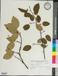 Amelanchier laevis image