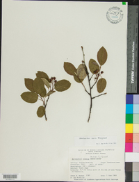 Amelanchier laevis image