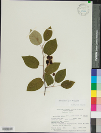 Amelanchier laevis image