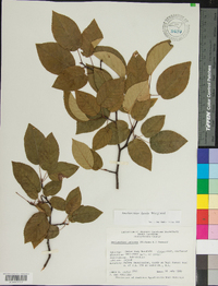 Amelanchier laevis image