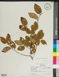 Amelanchier laevis image