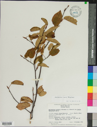 Amelanchier laevis image