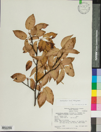 Amelanchier laevis image