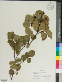 Amelanchier sanguinea image