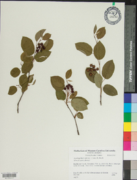 Amelanchier spicata image