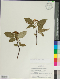 Aronia melanocarpa image