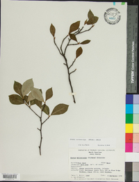 Aronia melanocarpa image