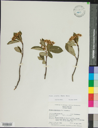 Aronia × prunifolia image