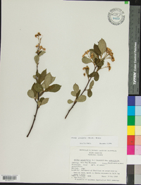 Aronia × prunifolia image