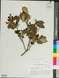 Aronia × prunifolia image