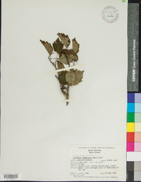 Crataegus flabellata image