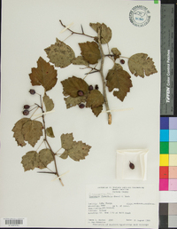 Crataegus flabellata image