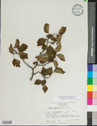 Crataegus flabellata image