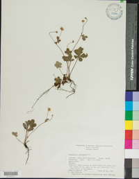 Potentilla canadensis image