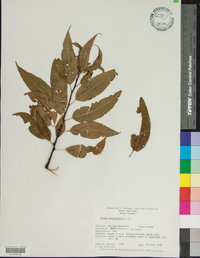 Prunus pensylvanica image