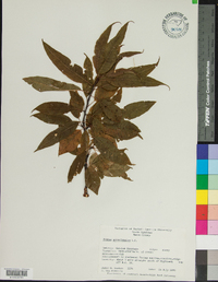 Prunus pensylvanica image