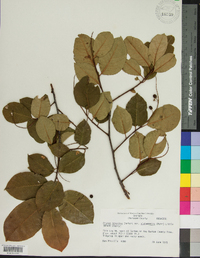 Prunus serotina var. alabamensis image