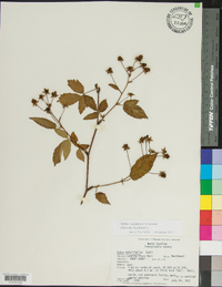 Rubus canadensis image