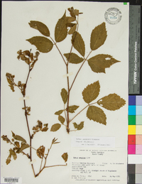 Rubus canadensis image