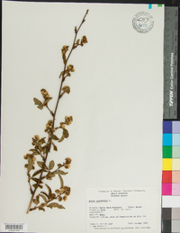 Rubus canadensis image