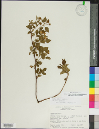 Rubus flagellaris image