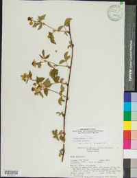 Rubus flagellaris image