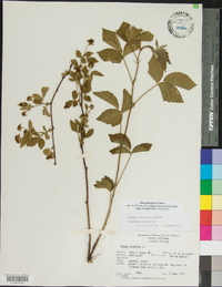 Rubus flagellaris image