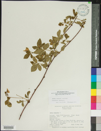 Rubus flagellaris image