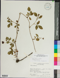 Rubus flagellaris image