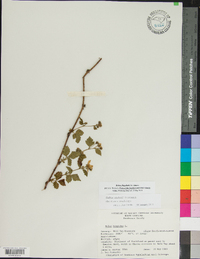 Rubus flagellaris image