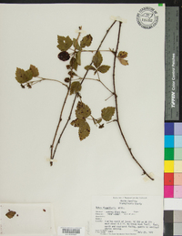 Rubus flagellaris image