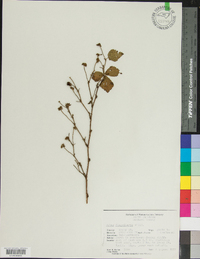 Rubus flagellaris image