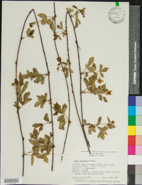 Rubus trivialis image