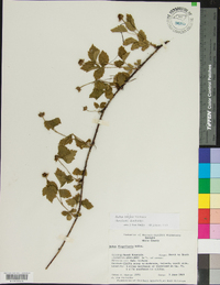 Rubus trivialis image