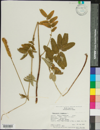 Sanguisorba canadensis image