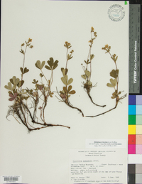 Sibbaldiopsis tridentata image