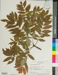 Sorbus americana image